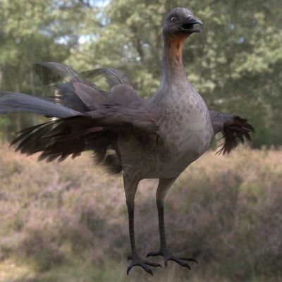 华丽琴鸟野生动物生物