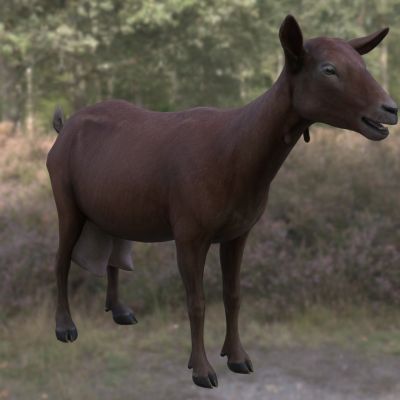 穆里西亚山羊动物生物