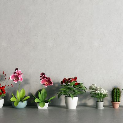 现代花瓶 花卉 仙人掌