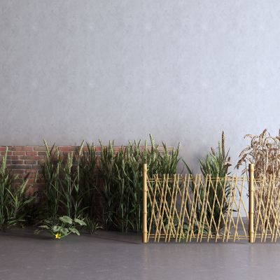 现代小麦 油菜 篱笆