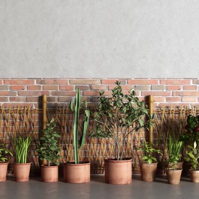 现代盆栽 仙人掌 西红柿 篱笆