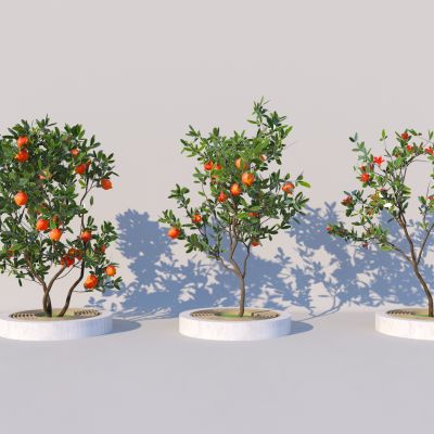 现代石榴树 景观园林树 庭院果树