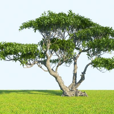 现代造型杜鹃 老桩 造型树