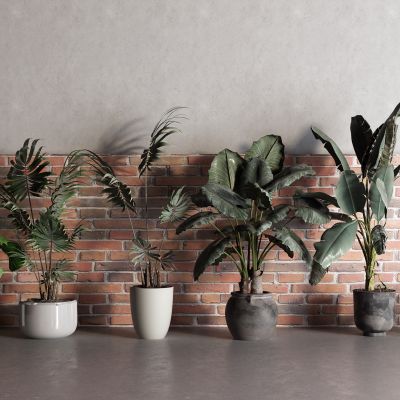 中式芭蕉树 盆栽