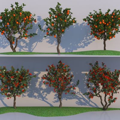 现代乔木 石榴树 石榴花