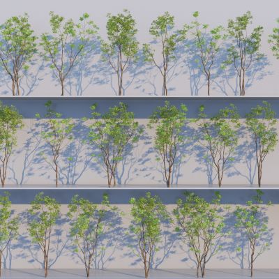 现代小乔木 庭院树 景观小树