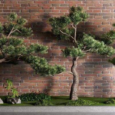 中式松树 红砖 景观树