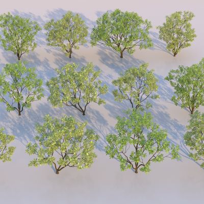 现代柚子树 香泡树 桂花树 丛生乔木 庭院树