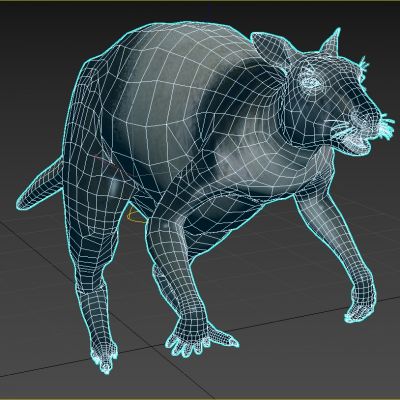 新几内亚巨型袋鼠动物生物