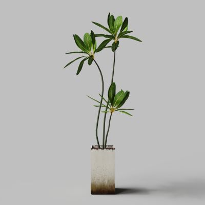 现代宽叶发财树家居盆栽