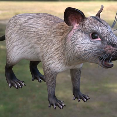 长毛兔形鼠动物生物