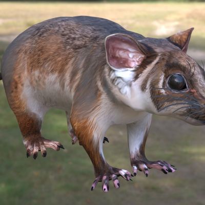 普通环尾袋貂环尾负鼠动物生物