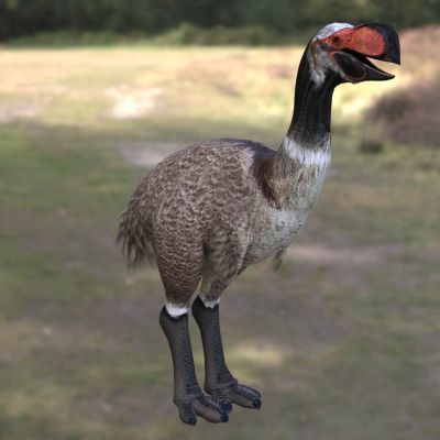 史氏雷啸鸟动物生物