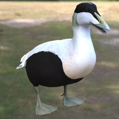 普通绒鸭动物生物