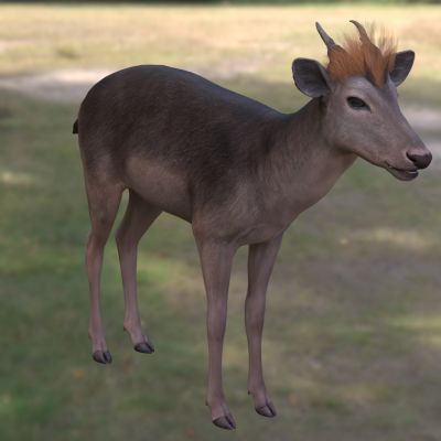 黑麂乌金麂蓬头麂红头麂麂子青麂动物生物