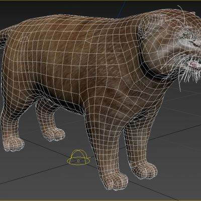 ‌帕拉斯猫兔狲动物生物