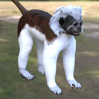 棉花顶面绢毛猴子动物生物