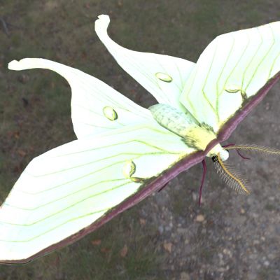 月蛾舞蝶蛾虫动物生物