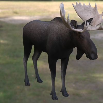 怀俄明州驼鹿北美驼鹿怀俄明州亚种北美驼鹿犹他州亚种夏伊拉斯驼鹿动物生物