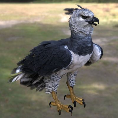 哈比鹰鹰身女妖动物生物