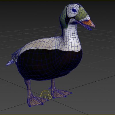 花纹绒鸭动物生物