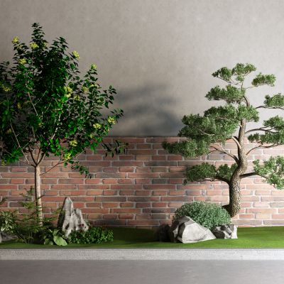 中式景观树 松树