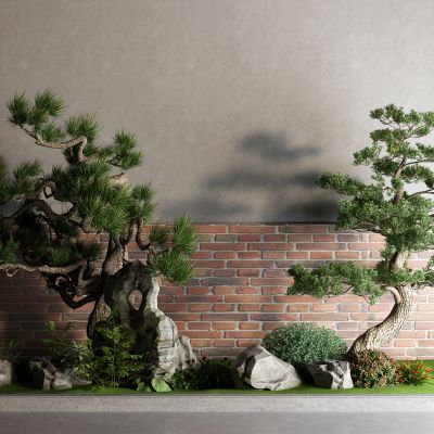 中式松树 景观树