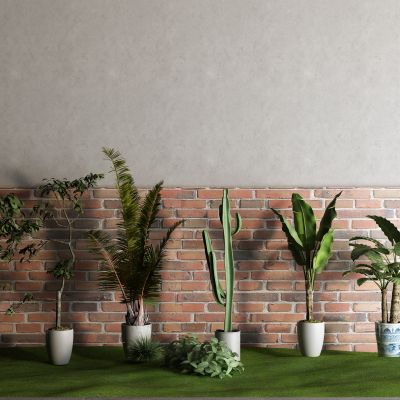 中式芭蕉 盆栽 仙人掌