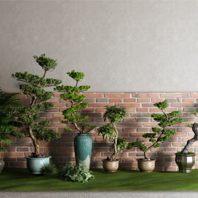 新中式盆栽 松树