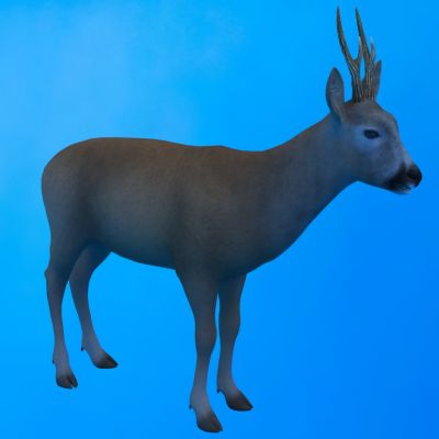 欧亚森林狍野生动物生物