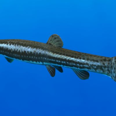 欧洲天气鱼动物生物