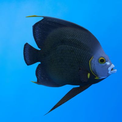 法国神仙鱼动物生物