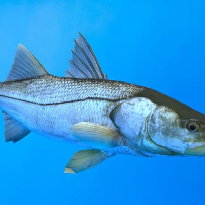 普通斯努克鱼生物动物