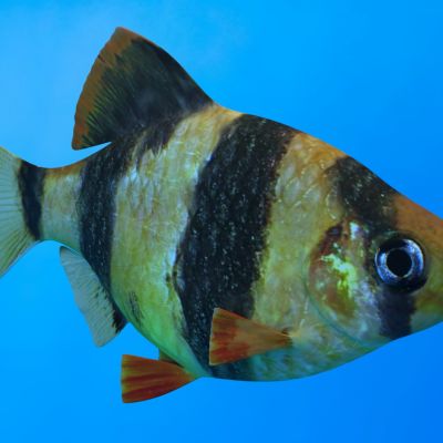 班帝鱼鱼类动物生物