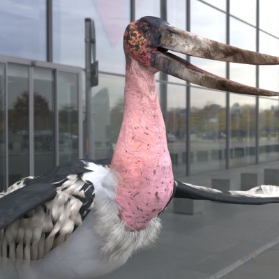 美洲大白鹳动物生物