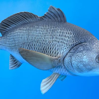 石首鱼动物生物