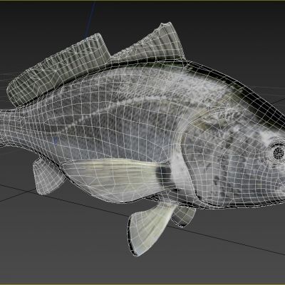 黄鳍棘鲷黄鳍鲷黄鳍鲛腊鱼黄脚立赤翅黄立鱼动物生物