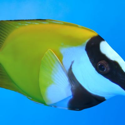 狐篮子鱼狐狸鱼动物生物