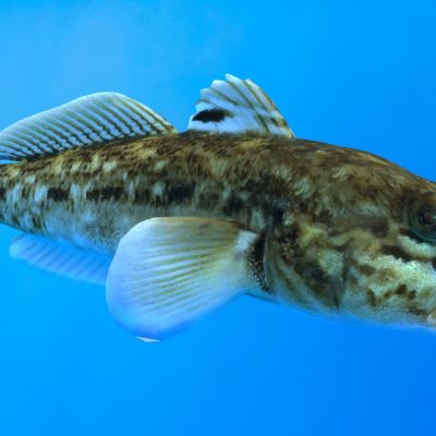 虾虎鱼鰕虎鱼动物生物