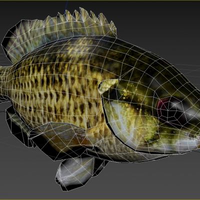 岩钝鲈石鲈岩石鲈鱼动物生物