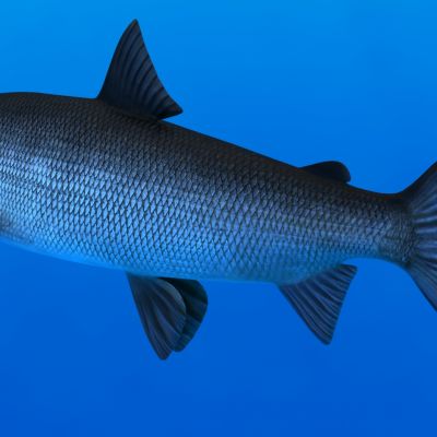 镜子鱼镜鲤动物生物