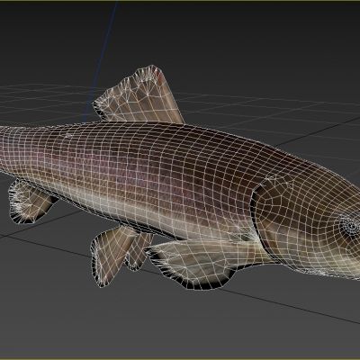 白色吸盘鱼生物动物