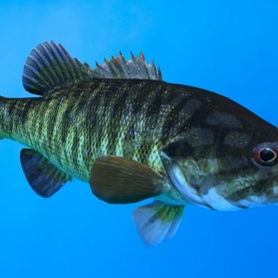 黑鲈鱼类动物生物