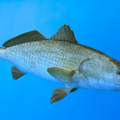 淡水红鼓鱼动物生物