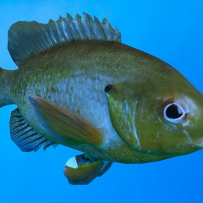 太阳鱼翻车鱼动物生物