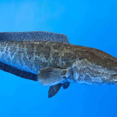 黑鱼乌鱼蛇头鱼财鱼孝鱼生鱼生物动物