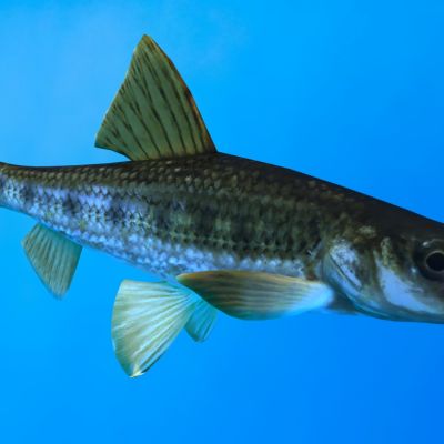 白杨鱼动物生物