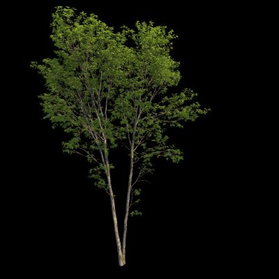 现代室外树木 乔木