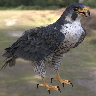 游隼花梨鹰花梨隼鸭虎青燕赤胸隼动物生物