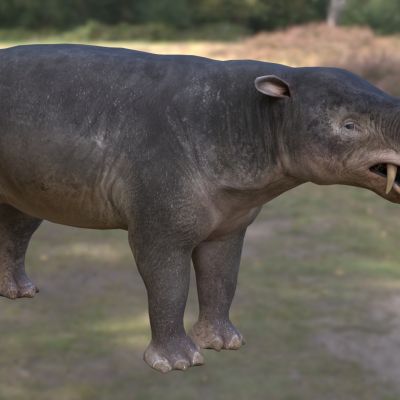 亚洲貘马来貘印度貘动物生物